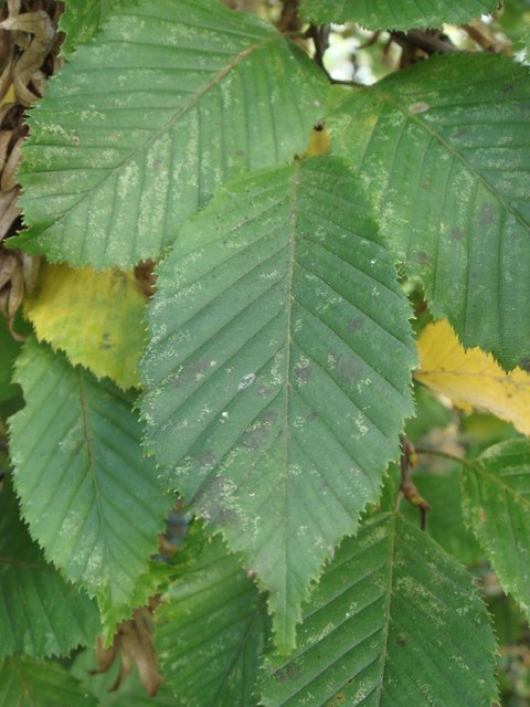 Carpinus betulus feuille